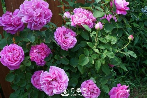 月季花花苞有綠色小蟲怎么辦？(圖1)