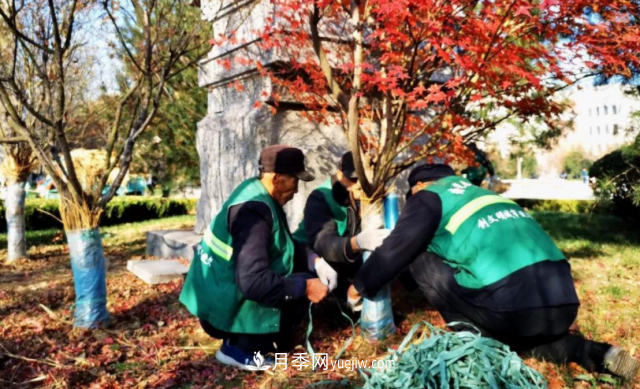 苗木防寒，老苗木人都會(huì)疏忽的地方要注意(圖2)