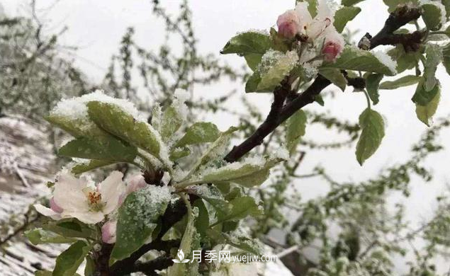 苗木防寒，老苗木人都會(huì)疏忽的地方要注意(圖1)