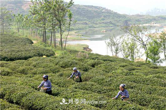 南陽桐柏：科技助力茶鄉(xiāng)再添茶香(圖1)