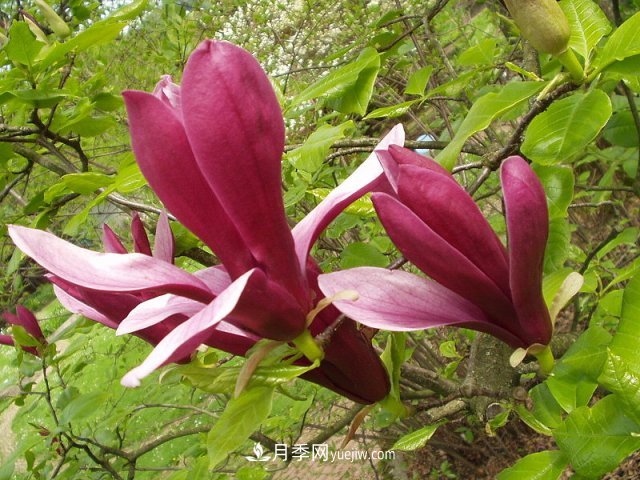 南陽(yáng)玉蘭三姐妹：中土原生白玉蘭與紫玉蘭，北美舶來(lái)洋玉蘭(圖3)