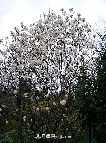 南陽(yáng)玉蘭三姐妹：中土原生白玉蘭與紫玉蘭，北美舶來(lái)洋玉蘭(圖1)