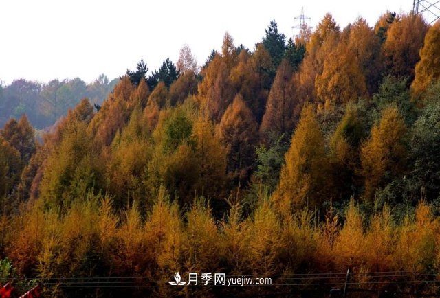 十九屆五中全會(huì)順利召開(kāi)，這些樹(shù)種大有前景(圖1)