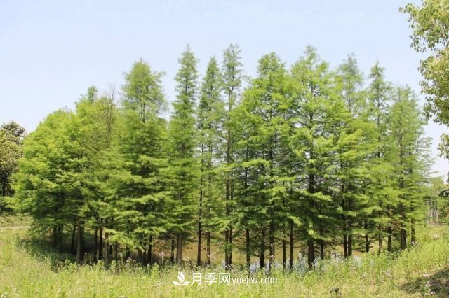 十九屆五中全會(huì)順利召開(kāi)，這些樹(shù)種大有前景(圖3)