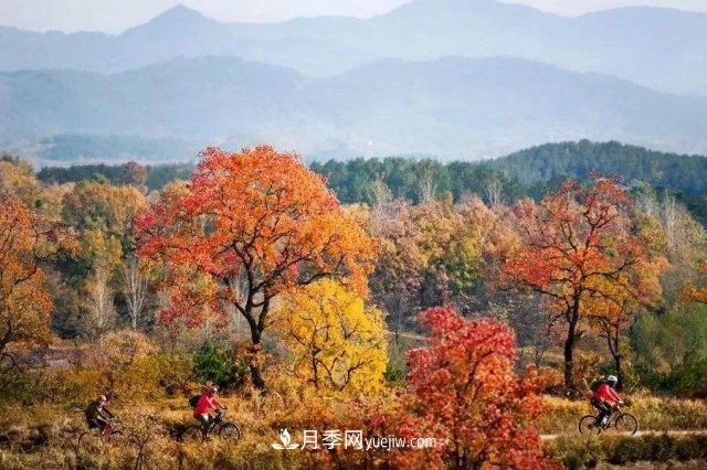 十九屆五中全會(huì)順利召開(kāi)，這些樹(shù)種大有前景(圖2)