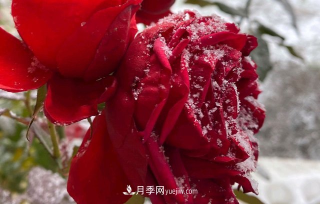 冬季的月季，花瓣鋪滿雪，似白糖，舔一口甜蜜蜜(圖3)