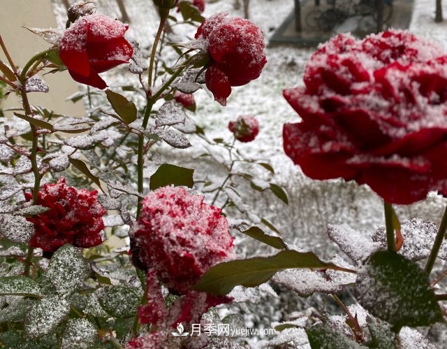 冬季的月季，花瓣鋪滿雪，似白糖，舔一口甜蜜蜜(圖1)