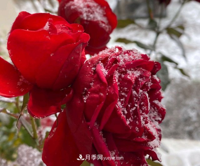 冬季的月季，花瓣鋪滿雪，似白糖，舔一口甜蜜蜜(圖2)