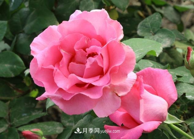 月季花養(yǎng)好了季季開(kāi)花，花量可喜長(zhǎng)得好看，有院子一定養(yǎng)幾株(圖1)