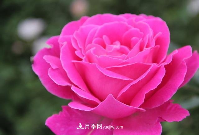 月季花養(yǎng)好了季季開(kāi)花，花量可喜長(zhǎng)得好看，有院子一定養(yǎng)幾株(圖3)