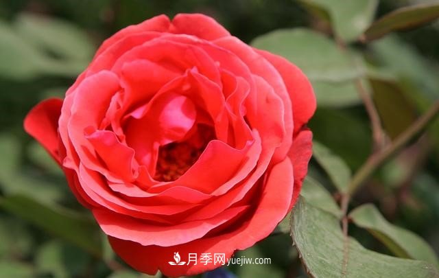 月季花這樣養(yǎng)，記住這些訣竅，開花紅艷艷(圖3)