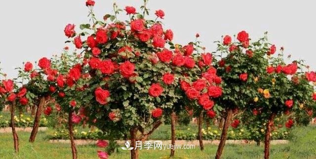 月季花能在什么樹上嫁接(圖3)