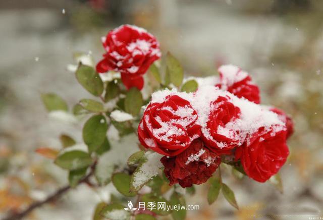 被雪中的月季花所震撼，傲然開放，芳香依舊！(圖1)