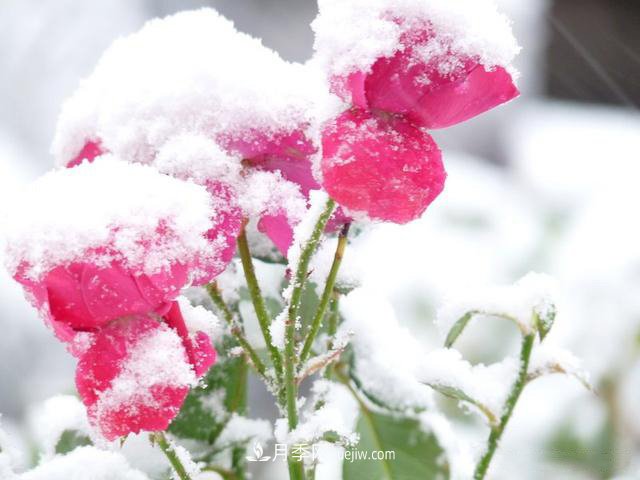 被雪中的月季花所震撼，傲然開放，芳香依舊！(圖2)