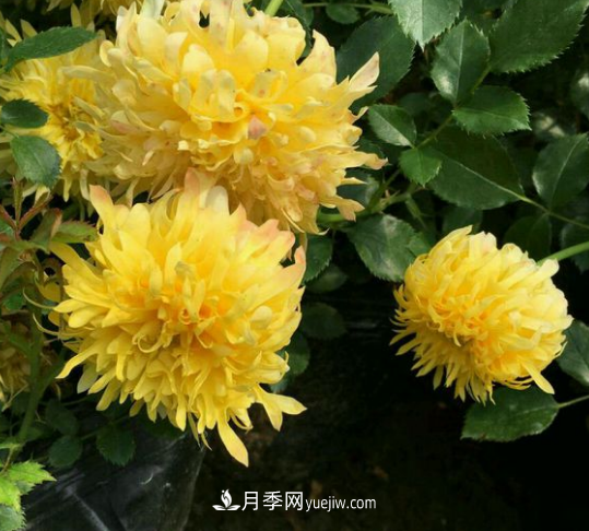 ***像菊花的月季——煙花波浪月季(圖2)