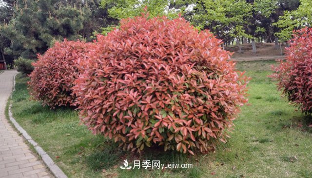 紅葉石楠各種樹型修剪方法(圖1)