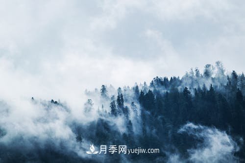 園林月季苗木冬季養(yǎng)護工作要注意哪些問題？(圖1)