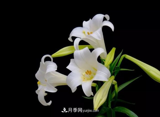 百合花養(yǎng)護(hù)方法和注意事項(xiàng)(圖1)