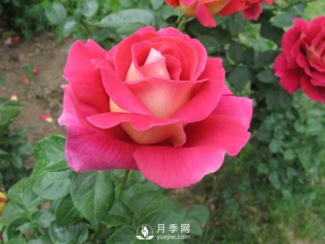 月季花的種植方法和好處(圖1)