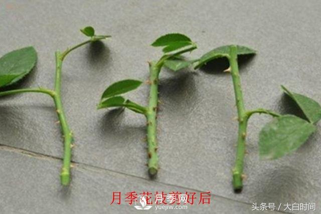 月季花扦插種植就是簡單，明年滿盆開花就靠它了(圖3)