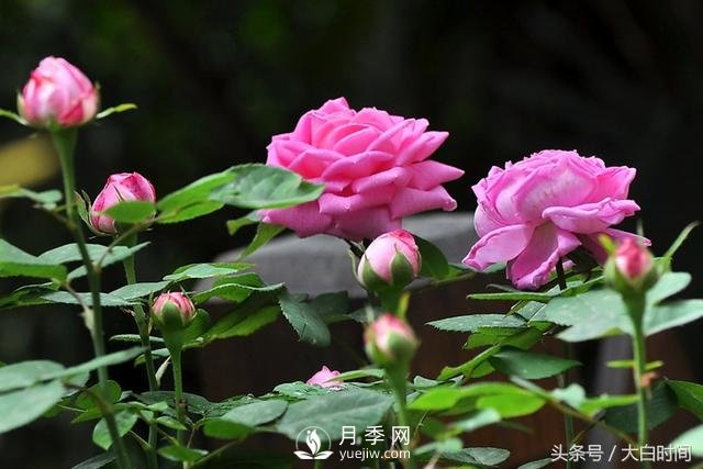 月季花扦插種植就是簡單，明年滿盆開花就靠它了(圖1)