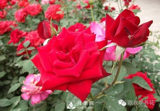 月季花的種植方法和日常養(yǎng)護(hù)管理(圖1)