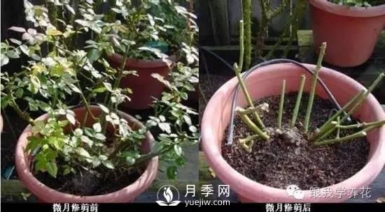 月季花的種植方法和日常養(yǎng)護(hù)管理(圖6)