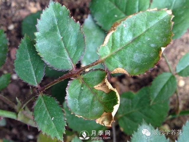 月季花的種植方法和日常養(yǎng)護(hù)管理(圖4)