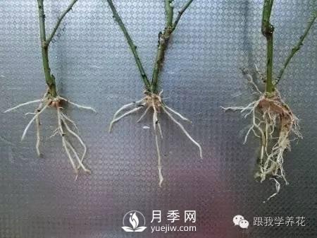 月季花的種植方法和日常養(yǎng)護(hù)管理(圖7)