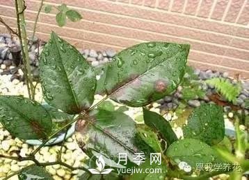 月季花的種植方法和日常養(yǎng)護(hù)管理(圖2)