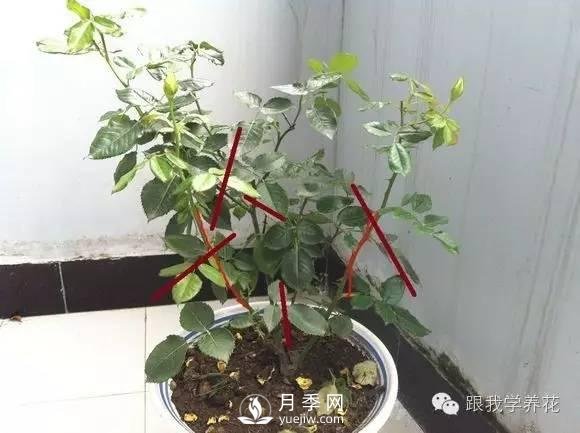 月季花的種植方法和日常養(yǎng)護(hù)管理(圖5)