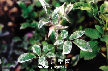 如何防治月季花出現(xiàn)白粉病(圖1)