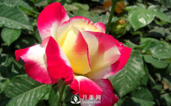 要想盆栽月季花養(yǎng)得好，做好這5點很實用(圖1)