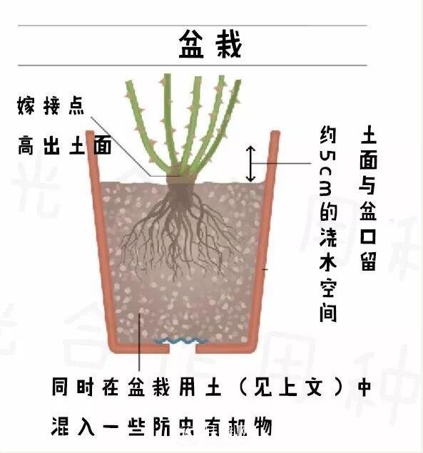 月季裸根苗的種植方法（詳細圖解）(圖4)