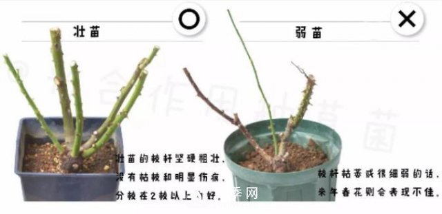 月季裸根苗的種植方法（詳細圖解）(圖2)