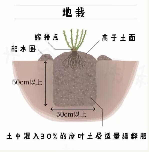 月季裸根苗的種植方法（詳細圖解）(圖3)