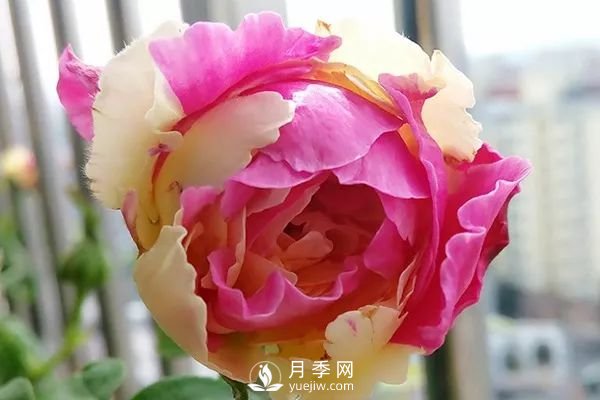 風(fēng)月月季開花較勤的一款月季花(圖1)