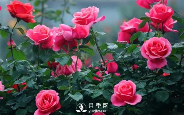 月季如何才能多開(kāi)花？月季怎么開(kāi)花多？(圖1)