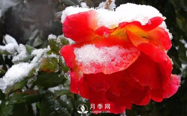 月季如何才能多開(kāi)花？月季怎么開(kāi)花多？(圖2)