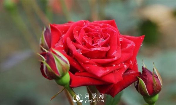 家庭水培月季花的方法(圖1)