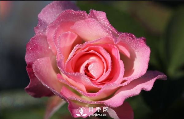 ?月季如何養(yǎng)，才能開(kāi)花大而艷？(圖1)