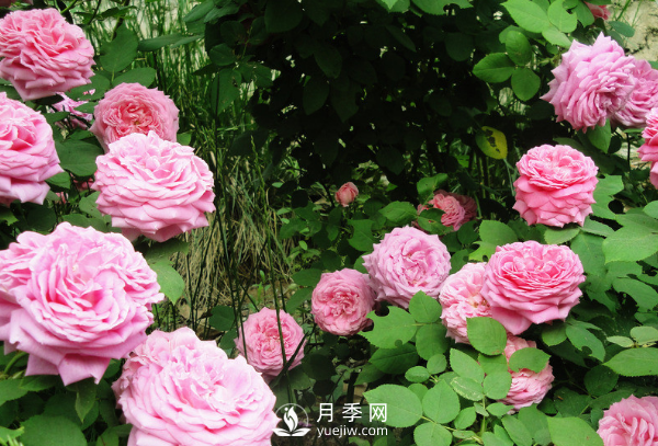 ?月季如何養(yǎng)，才能開(kāi)花大而艷？(圖2)