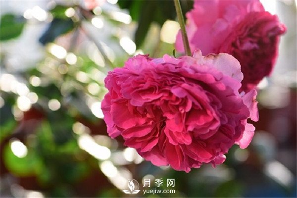 月季花為什么越來越??？(圖1)