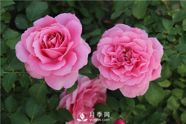 月季花夏天能暴曬嗎？夏季月季管理方法(圖1)