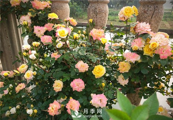 月季花夏天能暴曬嗎？夏季月季管理方法(圖2)