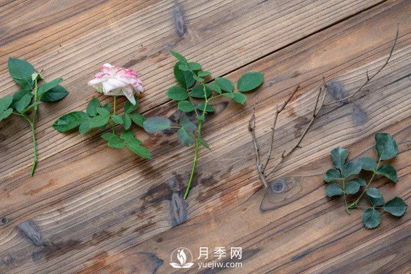 月季花后修剪怎么做？這樣做才能開爆(圖3)