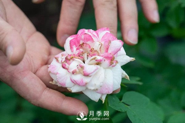 月季花后修剪怎么做？這樣做才能開爆(圖1)