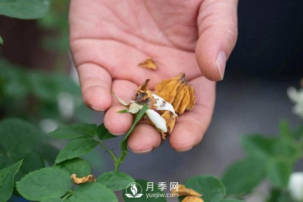 月季花后修剪怎么做？這樣做才能開爆(圖2)