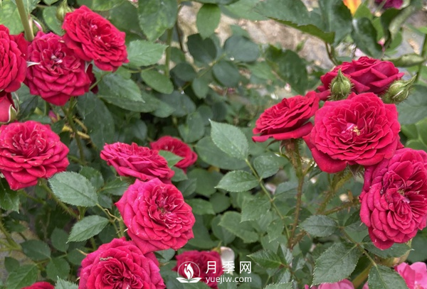 月季花怎么能開更多的花？(圖1)