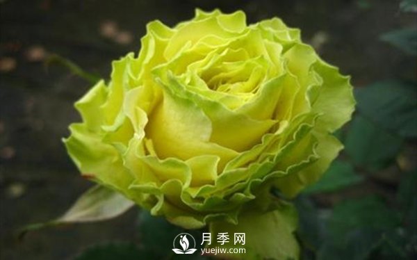 切花月季嫁接苗的栽培技術(shù)(圖2)